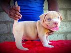 Xl American Bully Puppies