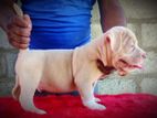 Xl American Bully Puppies