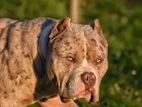 XL American Bully Puppies