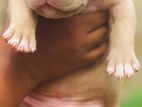XL American Bully Puppies