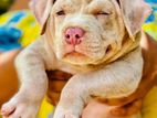 XL American Bully Puppies