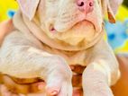 XL American Bully Puppies