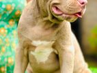 XL American Bully Puppies