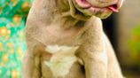 XL American Bully Puppies