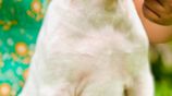 XL American Bully Puppies