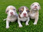 American Bully Puppies