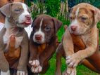 American Bully Puppies