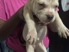 XL Bully Puppy