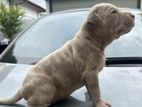 XXL American Bully Puppies