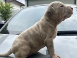 XXL American Bully Puppies