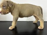 XXL American Bully Puppies