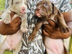 XXL American Bully Puppies