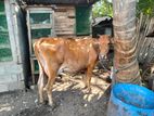 Farm Cow