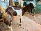 யாமுணாபாரி ஆடு