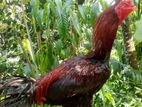 Rooster