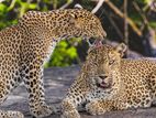 Yala Safari̇ Tour Package