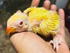 Yellow Ringneck Chick