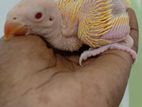 Yellow Ringneck Chick