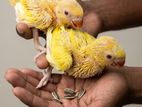 Yellow Parrot Chicks