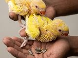 Yellow Parrot Chicks