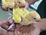 Yellow Ring Neck Chicks