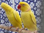Yellow Ringneck Parrot