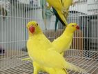 Yellow Ringneck Pair