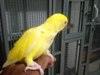 Yellow Ring Neck with Cage