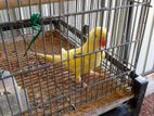 Yellow Ringneck Birds