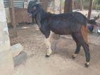 Jamunapari Goat