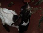 Farm Goat
