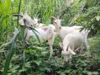 Yamuna Pari , Sanan Boyar Goats