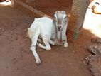 Jamunapari Goat