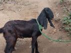 Yamunapali Female Goats