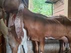 Jamnapari Goat