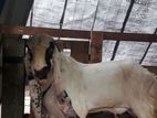 Yamunapari Goat