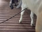Jamunapari Goat