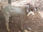 Yamunapari Goat