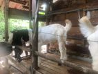 Yamunapari Goats