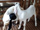 Yamunapari Goats