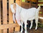 Jamunapari Male Goat