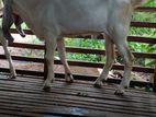 Yamunapary Goats