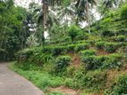 YATIYANTOTA : 12 ACRES PRIME TEA & COCONUT ESTATE FOR SALE