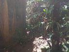 Yatiyantota, 20.7 Perch Land with Old liveable House for Sale