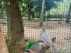Yava Bird