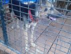German Sherpherd Dog