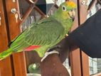Yellow Amazon Parrot