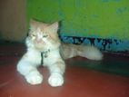 Persian Cat.