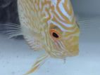 Yellow Checkerboard Discus Fish