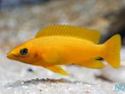 Yellow Cichlid